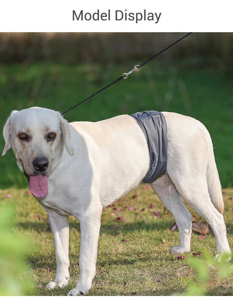Waschbare Wiederverwendbare Hundewindel Für Rüden Aus Graphen_voghion.com