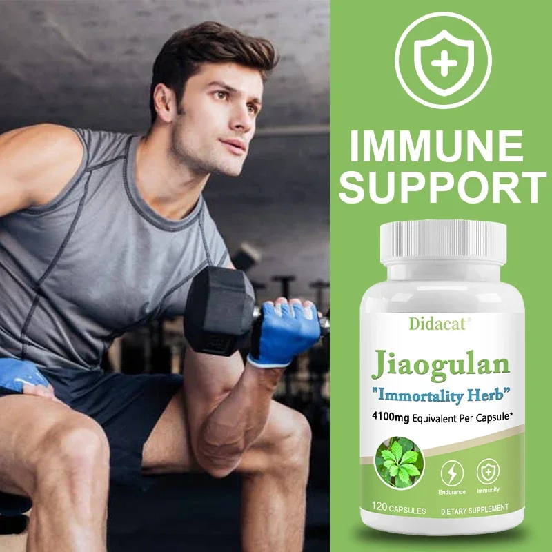 Jiaogulan Supplement Antioxidants Metabolism Mitochondrial Support