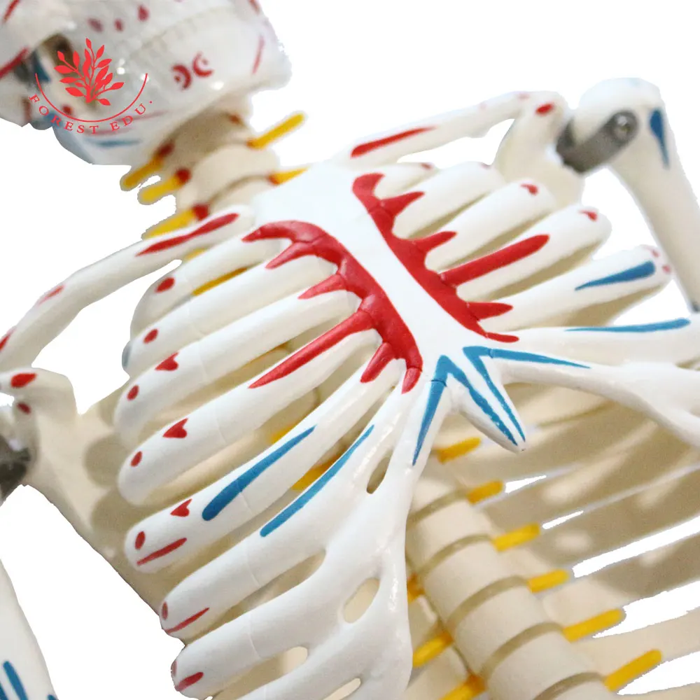 Human Anatomy Skeleton Model FRT008 85cm Whole Body Muscle Painted Include Spinal Nerve Roots and Carotid Artery Medical Science