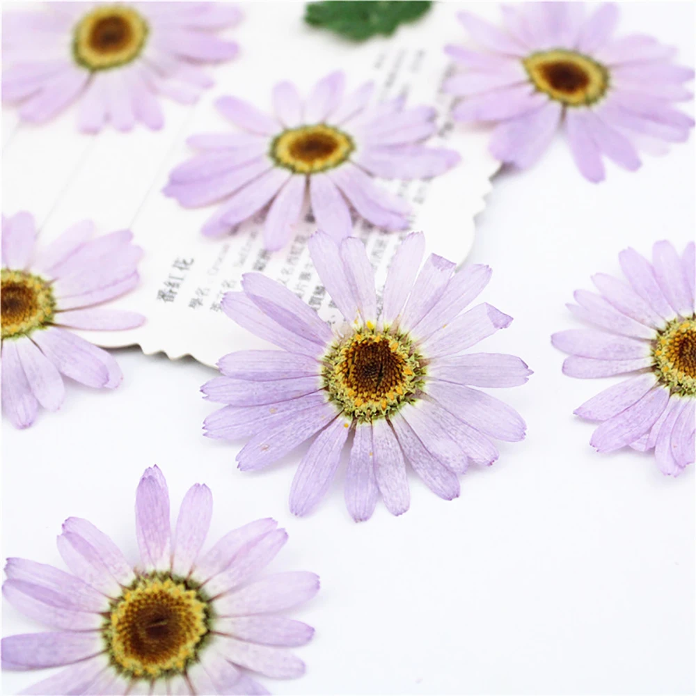 Marguerite Dried Flower Mobile Phone Case DIY Real Flower Sticker Real