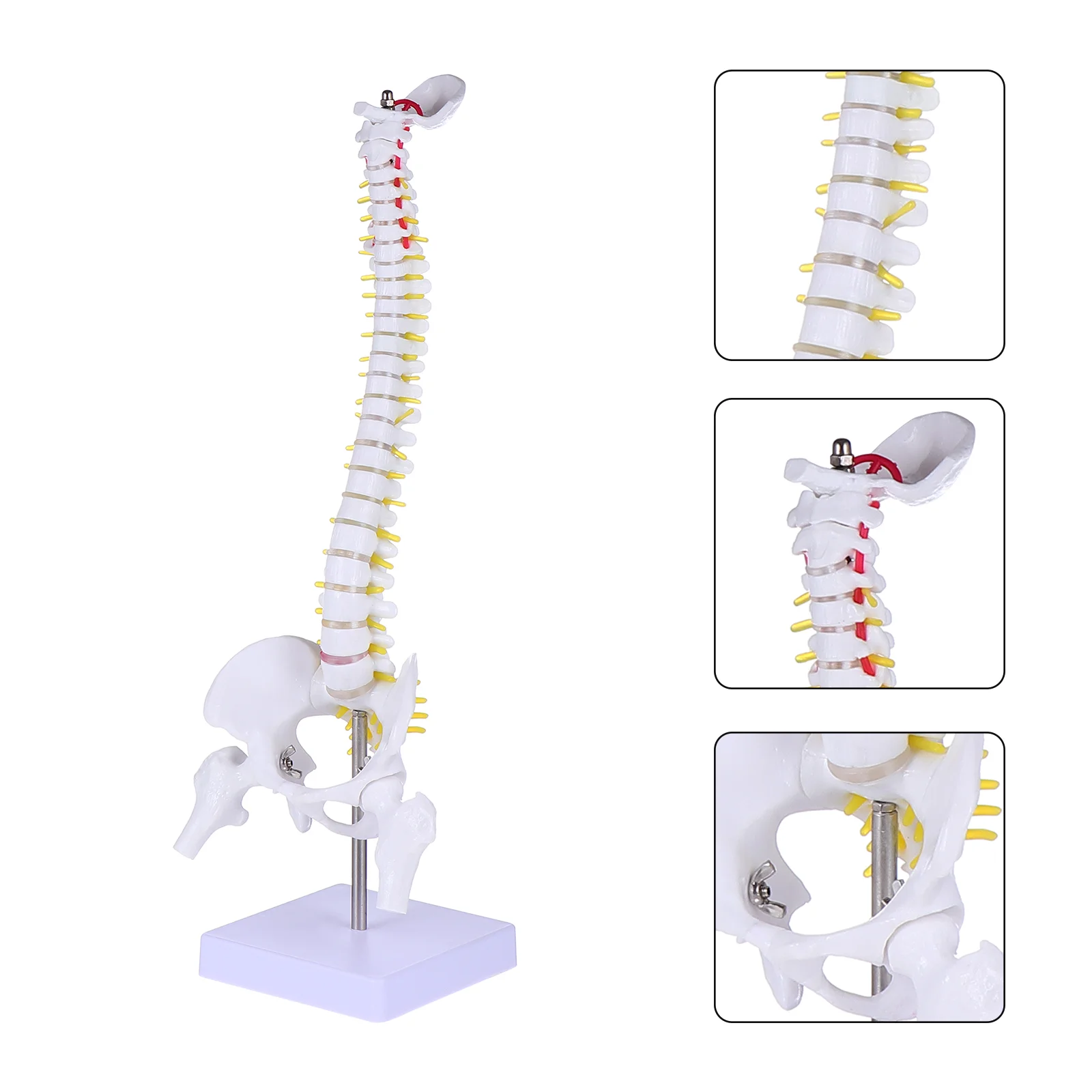 

Model Spine Anatomy Human Spinal Anatomical Models Training Lumbar Vertebrae Practice Body Chiropractic Demonstration
