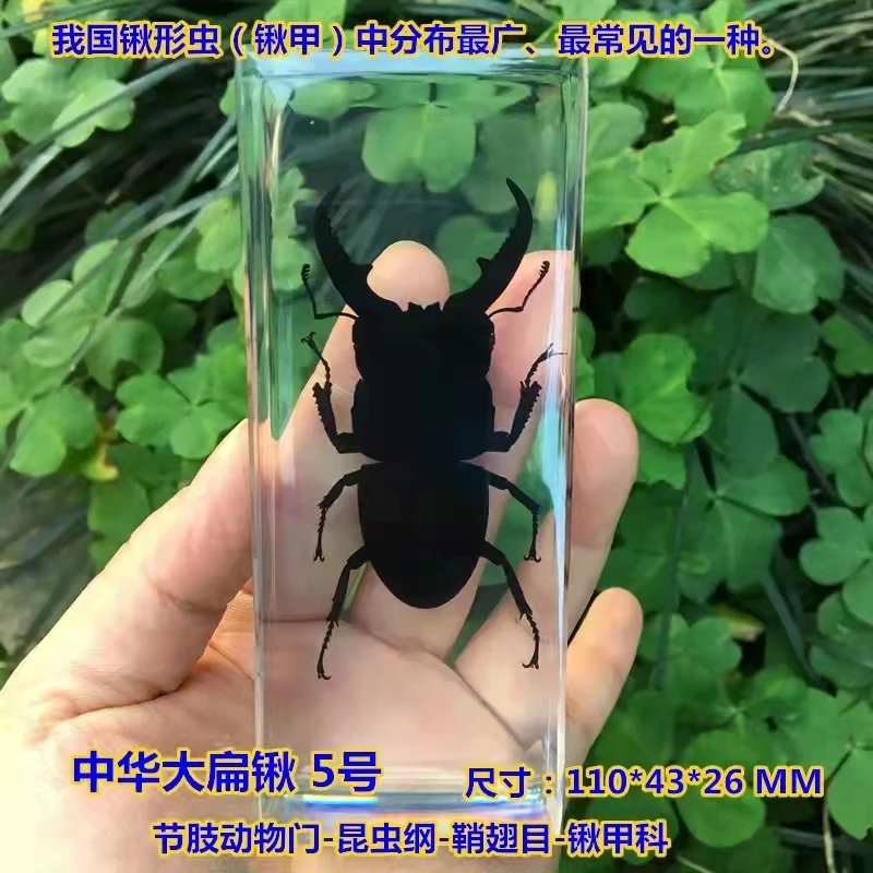 Resin Insect Specimen Handicraft Centipede Spider Beetle Scorpion Biological Sample  Boy Gift miniature brass figurines