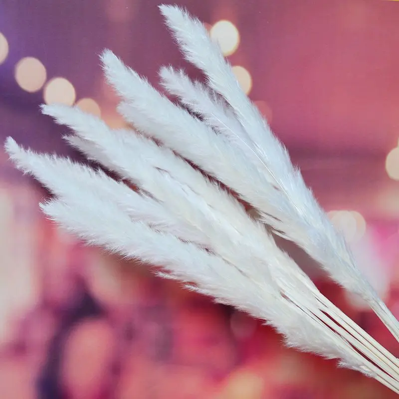 

15/30pcs Dried Pampas Grass Premium Dry Bouquet with Naturally Pampa Home Decor Wedding Decoration Small Reed Plants Dekoration