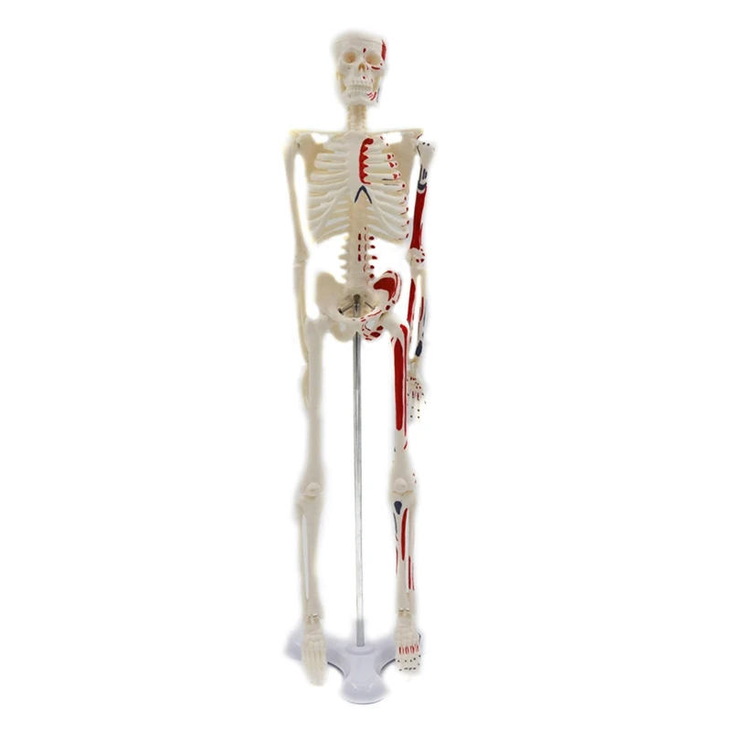 

45cm Mini Medical Human Skeleton Model with Stand Research Details of Human Bone
