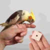 100 Pcs Parrot Chewing Toy Wooden Blocks Bird Cage Climbing Toys Foraging Hanging Cockatoo Biting Macaw Cockatiel 2