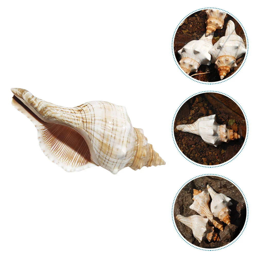 

Fish Tank Shell Decoration Large Dining Room Table Sea for Crafting Decorate Seashell Crafts Natural Ornament