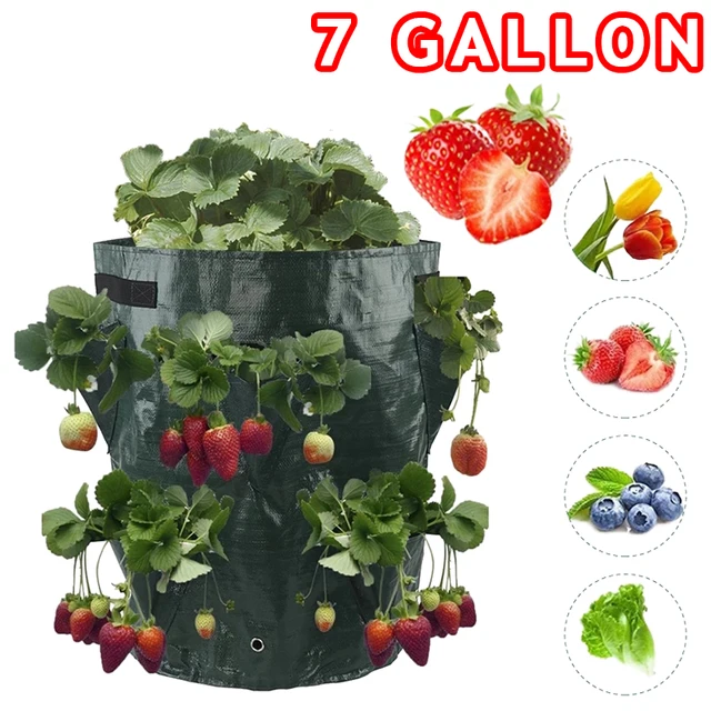 7 Gallon