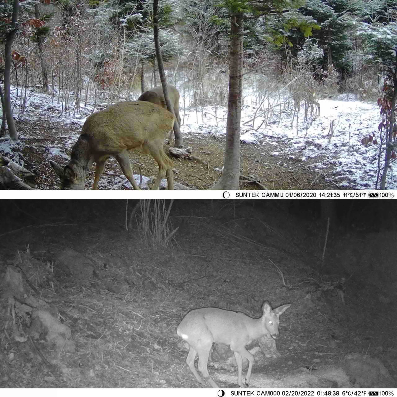 Hunting Trail Camera Solar 20MP/1080P 0.3s Trigger