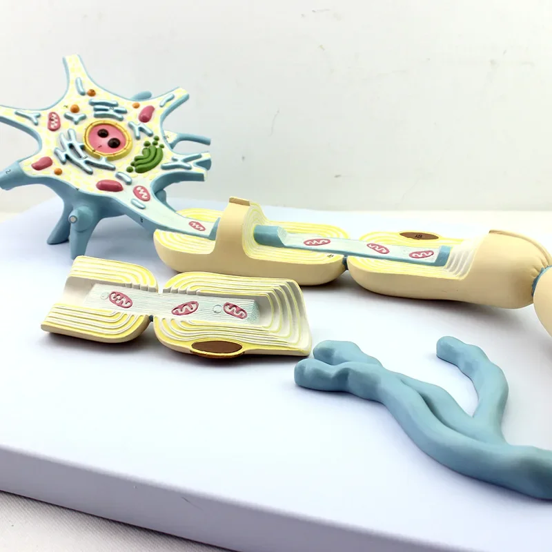 Amplified version of the medical neuron model, amplified model of nerve fiber structure, medical brain neurolysis