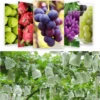 100/50Pcs Garden Fruit Protection Bags Non-woven Fabric Grape Protection Bags Anti-bird Insect Barrier Pouch for Apple Vegetable 2