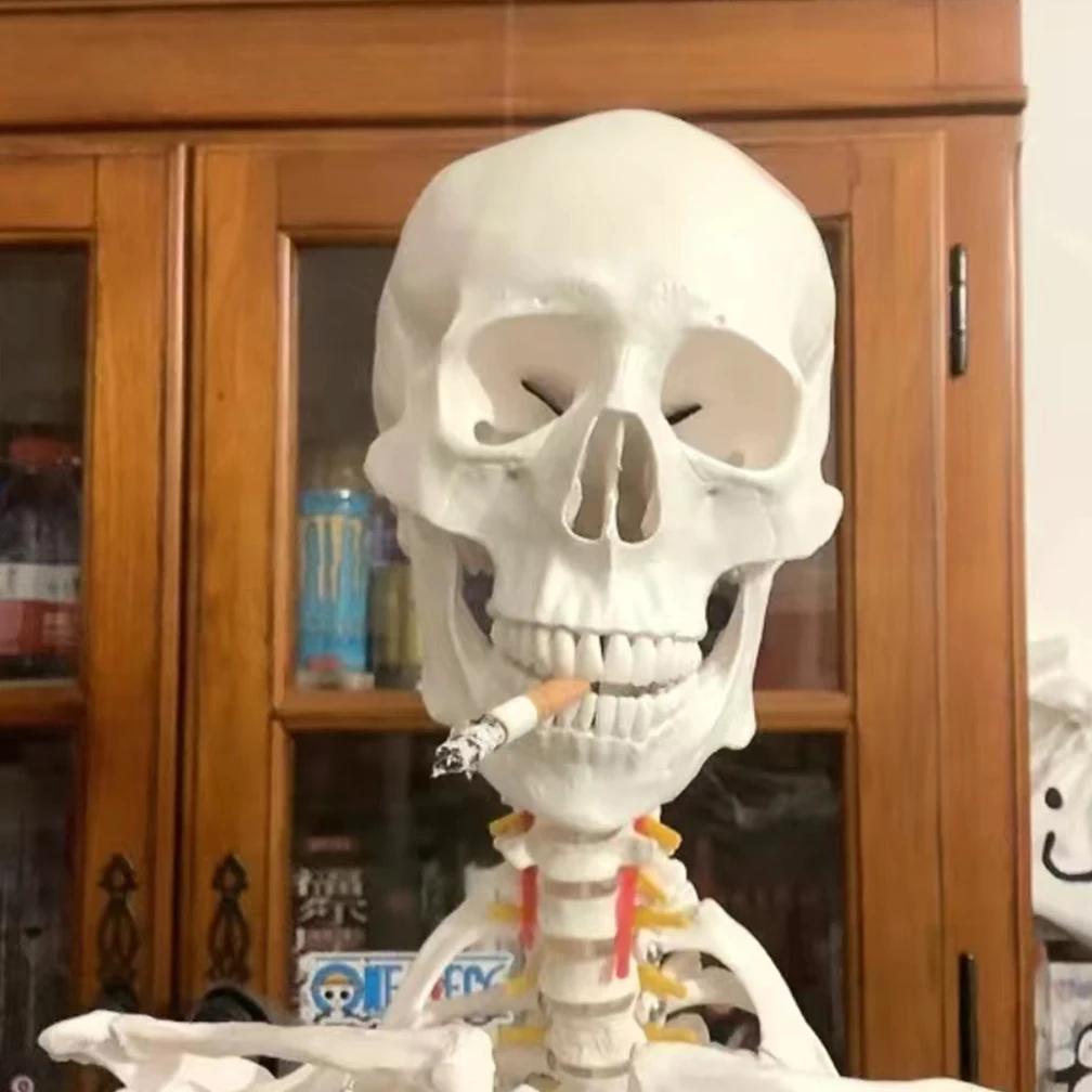 85cm Human Skeleton Model Anatomical Anatomy Adult Human Flexible Medical Anatomical Boneco Toy In Medical Science Lab Supplies
