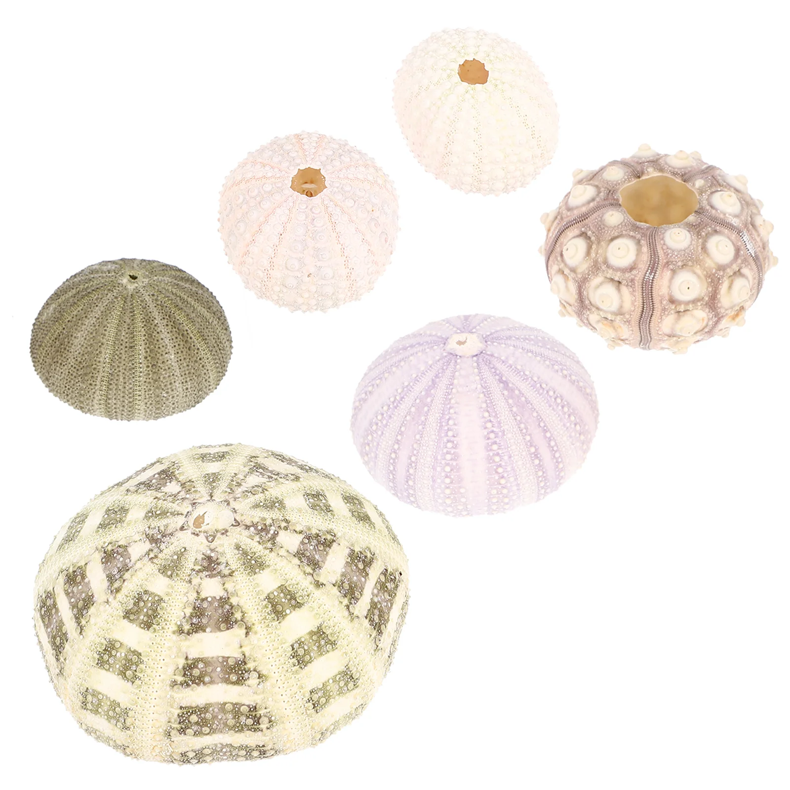 6 Pcs Aquarium Decorations Fish Tank Sea Urchin Crafts Home Decor Seashell Conch Vases Nautical Tilandsia Holder 3