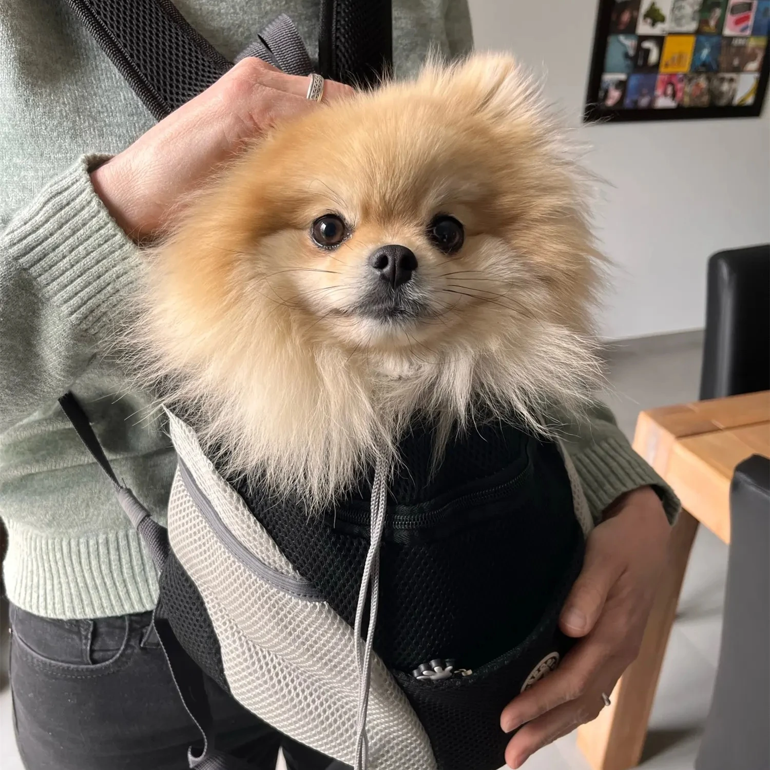 Pet Dog Carrier Bag Carrier For Dogs Backpack Portable Travel Breathable Dog Bag Outdoor Pet Carrying Supplies pet carrier bag pet carrying bag pet backpack