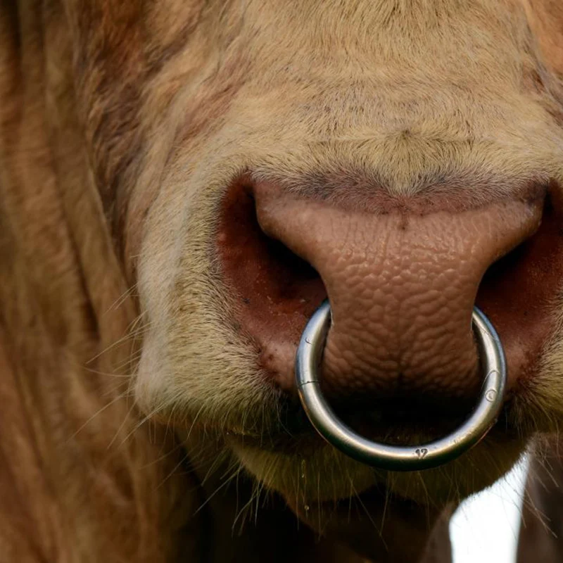 Metal Cattle Nose Rings Bull Cow Bovine Traction Clamp Farm Animal Livestock Nose Clips Farm Animal Supplies Diameter 9/10cm cattle nose rings