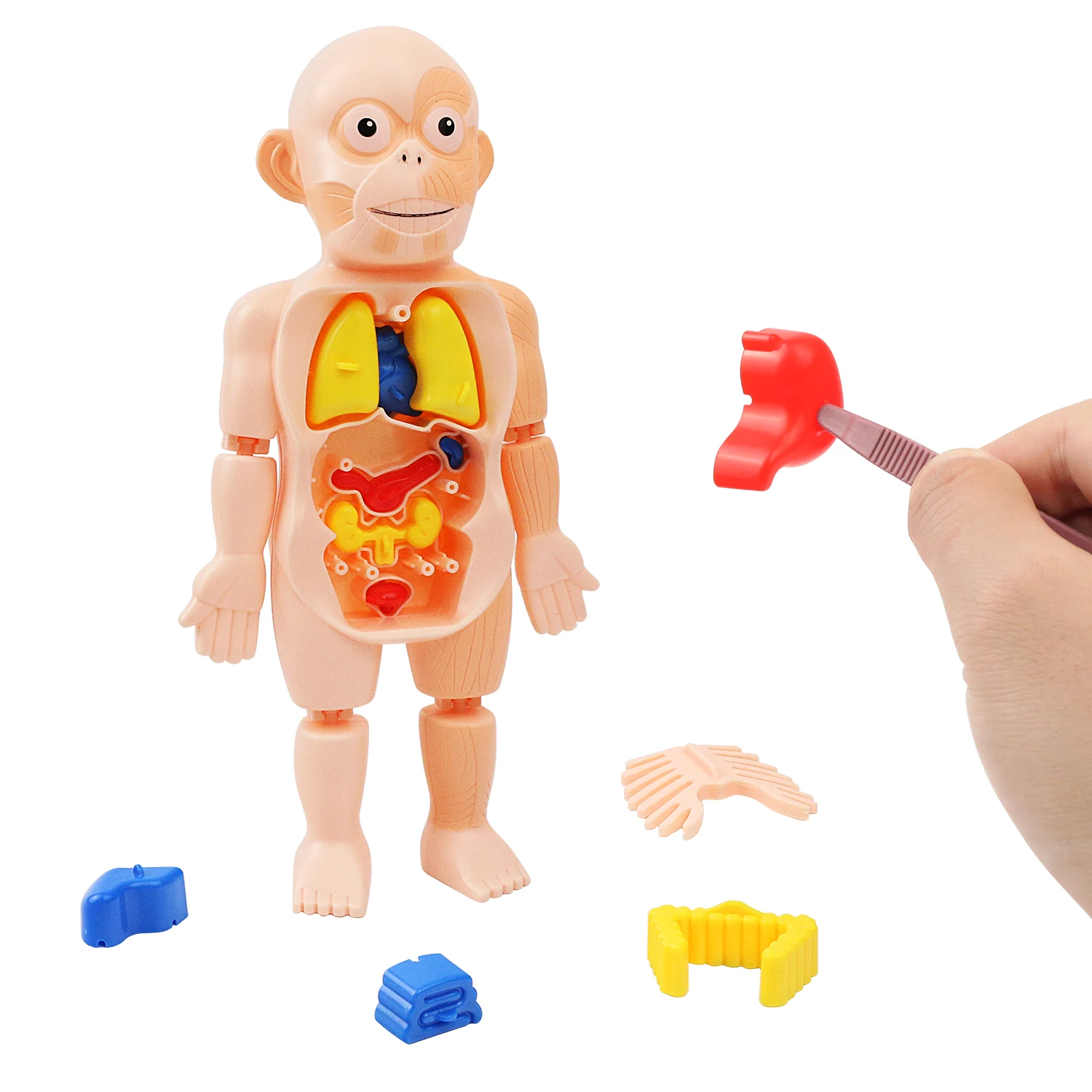 어린이 과학 및 교육 인간 장기 구조 모델, DIY 조립 장난감 계몽 실험, 조..