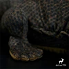 Komodo Dragon High Fidelity Anime Cute Plushie Iguana Gaint Lizard Plush Toys Lifelike Animals Simulation Stuffed Doll Kawai Toy 6