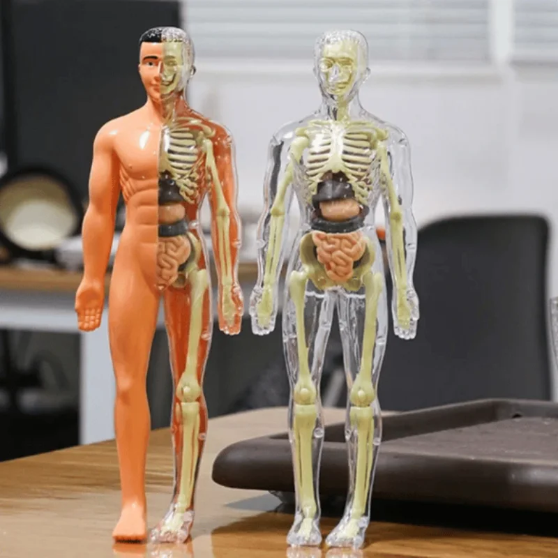 

3d-модель для детей, Модель для сборки тела, Модель для сборки тела