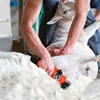 [6 gears adjustable speed] 1500W 110V/220V Electric Shearing Sheep Shear Animal Trimmer Cutter Hair Wool Scissor 6
