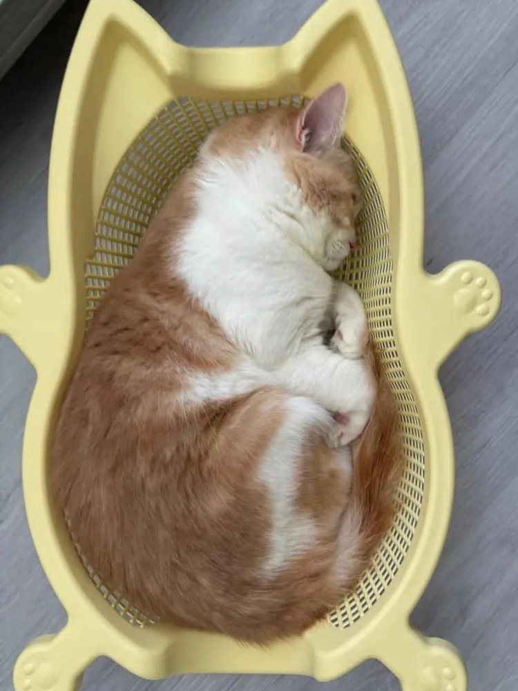 New Summer Bed cats Vegetable Basket Four Seasons Universal Breathable Accessories for cats houses & habitats Carrier for cat 1 New Summer Bed cats Vegetable Basket Four Seasons Universal Breathable Accessories for cats houses & habitats Carrier for cat 1