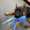Fun Chew Toy for Dogs Durable Dog Toy Durable Octopus Dog Toy Fun Squeaky Bite-resistant Puppy Chew Toy for Small Dogs Pet 4