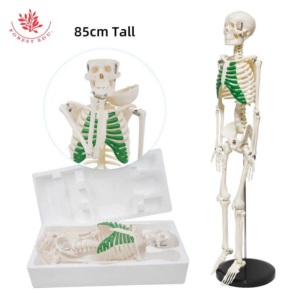Human Skeleton Model FRT012 Medical Science 85cm Green Thoracic Clinic Pvc Material Education Teaching Research Demonstration