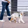 2M Pet Dog Leash with Soft Padded Handle Highly Reflective Dog Rope for Night Walking Suitable for Small Medium and Large Dogs 6