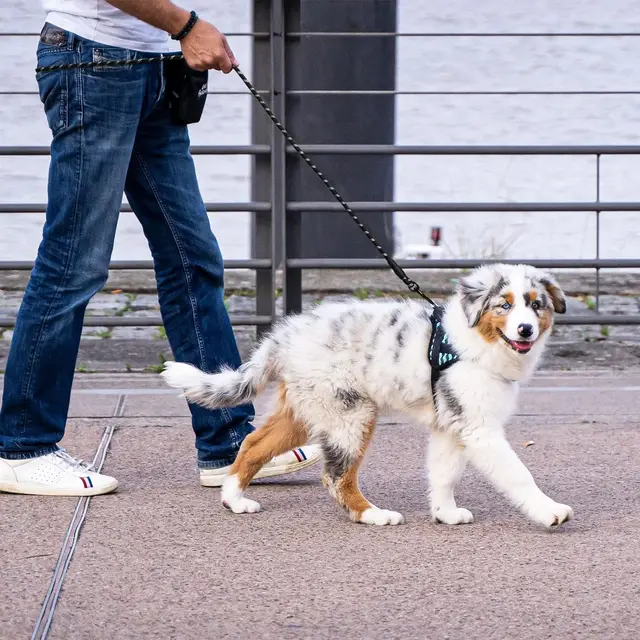 2M Pet Dog Leash with Soft Padded Handle Highly Reflective Dog Rope for Night Walking Suitable for Small Medium and Large Dogs 6
