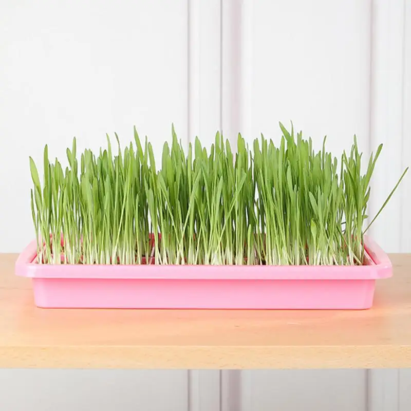 Seedling Sprouter Tray Microgreens Growing Trays Seedling Starter Tray Large Capacity Wheatgrass Grower Microgreens & Nursery 2
