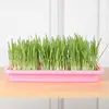 Seedling Sprouter Tray Microgreens Growing Trays Seedling Starter Tray Large Capacity Wheatgrass Grower Microgreens & Nursery 2