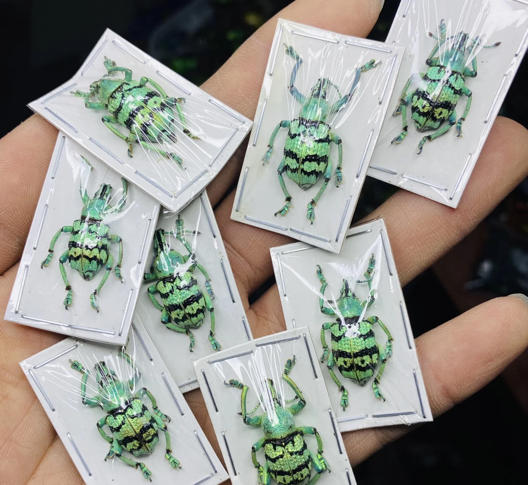 Rare Indonesian Weevil Specimen Rhinoscapha Dohrni Real Insect Beetle Mosaic Art Collection Home Decor Statue 2