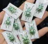Rare Indonesian Weevil Specimen Rhinoscapha Dohrni Real Insect Beetle Mosaic Art Collection Home Decor Statue 2