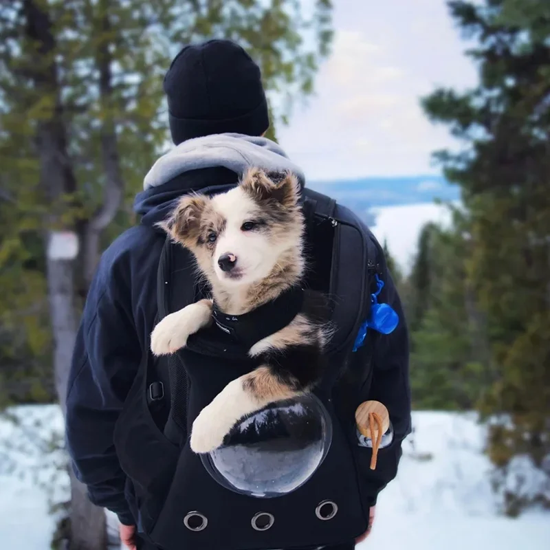 Zaino Capsula Trasparente Per Gatti E Cani Piccoli: Trasportino Approvato Per Viaggi