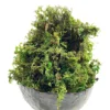 Artificial Moss for Potted Plant 3