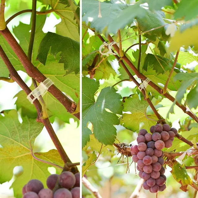 50 db Növényi Klipek Támogatják Az Újrahasznosítható Műanyag Összekapcsolást A Szőlő Paradicsom Szárának Oltó Növények És Kerti Szerszámok Rögzítésével - Image 6