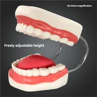 Agrandissement à Six volets, enseignement buccal, matériel dentaire, consommables de dentisterie, prothèse, modèle d'anatomie dentaire, langue 3