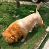 Cute Pet Dog Cosplay Clothes Lion Mane For Dog Costumes Realistic Lion Wig For Medium to Large Dogs With Ear Pet Accessories 3