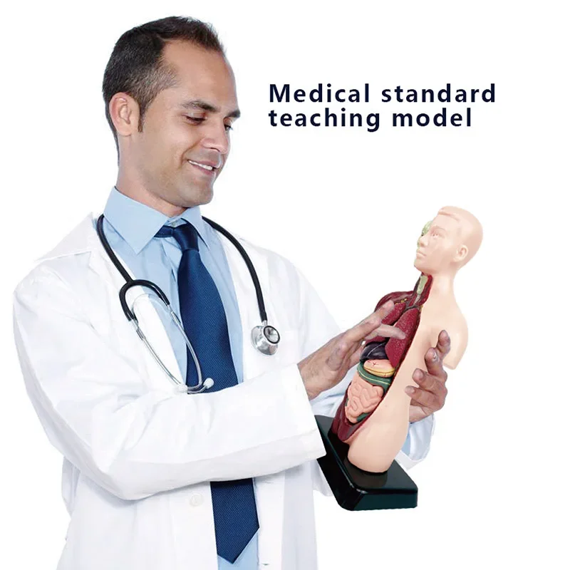 DIY 3D Human Body Model Luminous Mannequin Torso Model Educational Assembly Learning Kids Toys Skeleton Anatomy Organ Teach Tool 2