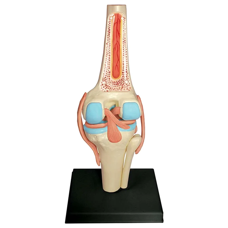

Медицинский торс, модель человеческого тела, модель образовательного коленного сустава, модель для студентов, обучающая Модель для сборки