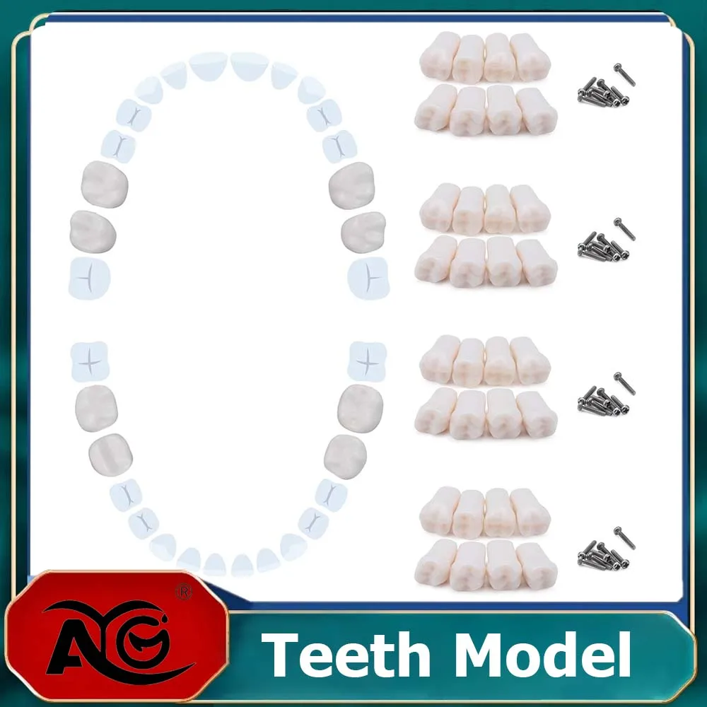 AG 28Pcs/32Pcs Dental Teeth Model Replacement Typodont Screw-in Teeth fit Models Resin Denture Removeable Dentist Training