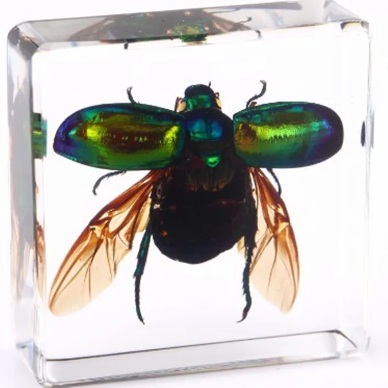 Small animal real insect resin scarab scorpion spider knows beetle specimen marine gift teaching cognition home decor 5