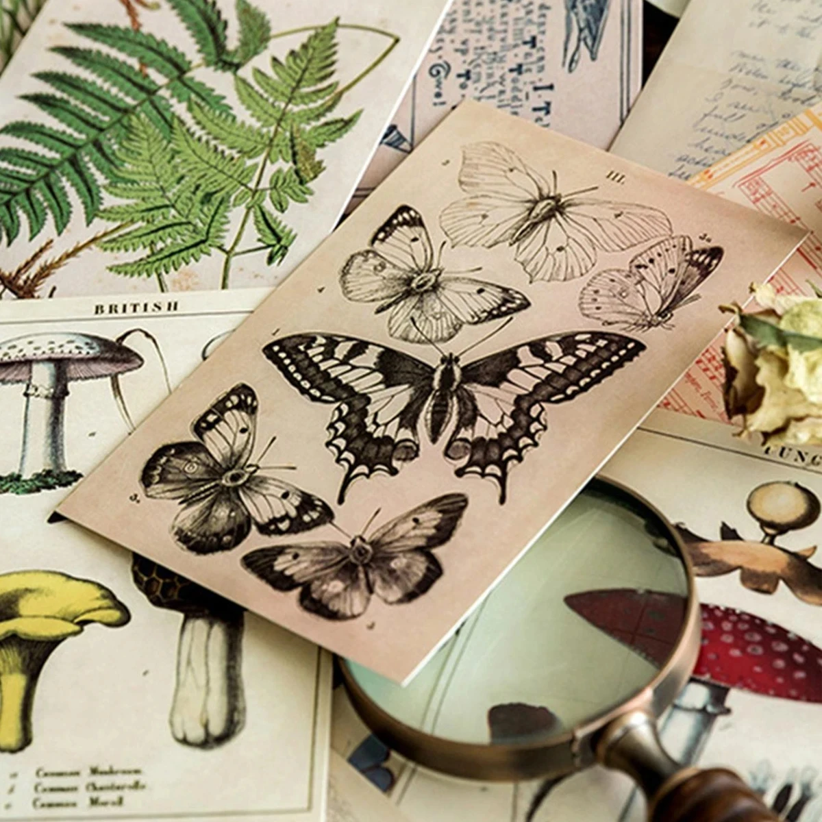 Retro Ancient Forest Animals Plants Specimen Postcard Vintage Creative Writing Greeting Postcards Diar Journals DIY 30 pcs