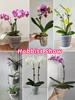 Meshpot Clear Plastic Orchid Pots with Holes and Saucers for Repotting Small Orchid Planters Root Control Orchid Transparent Pot 6