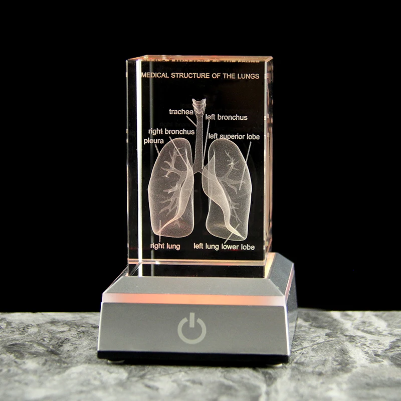 3D laser engraving crystal lung model hospital teaching props to give medical students human respiratory organ paperweights 3