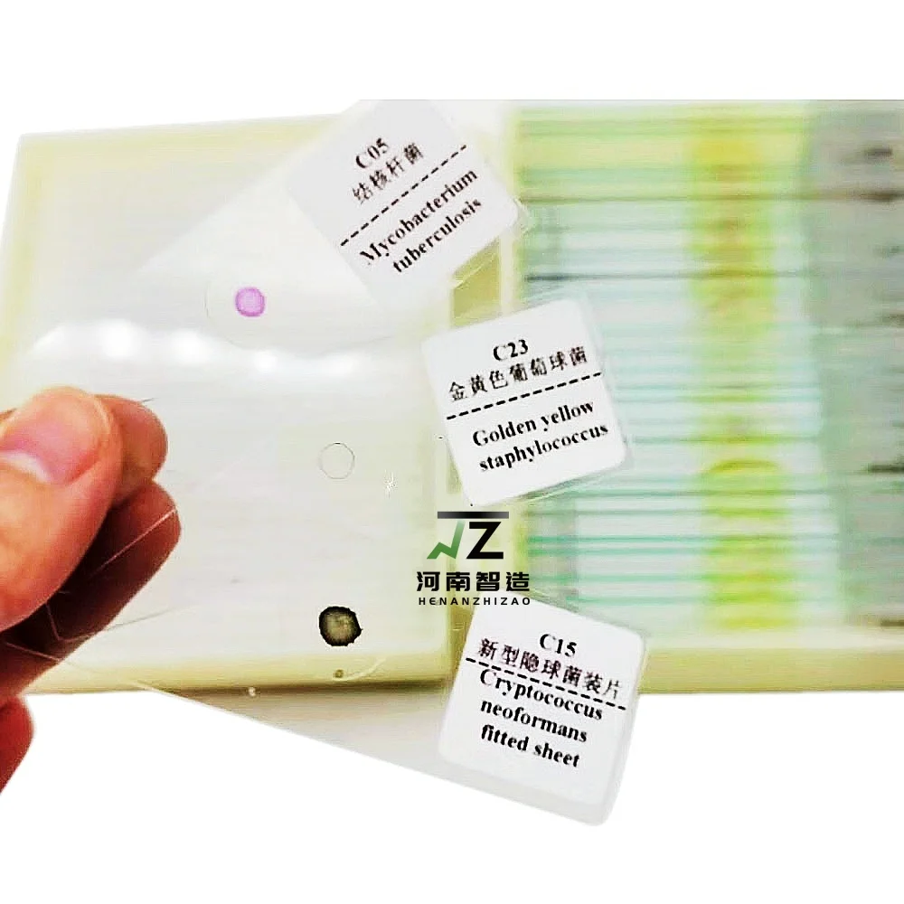 30pcs Microbiology Prepared Slides of Bacteria for Educational Students