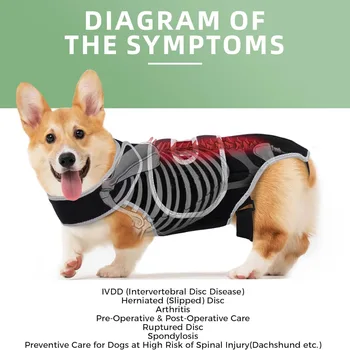 Adjustable Dog Back Support Brace 2