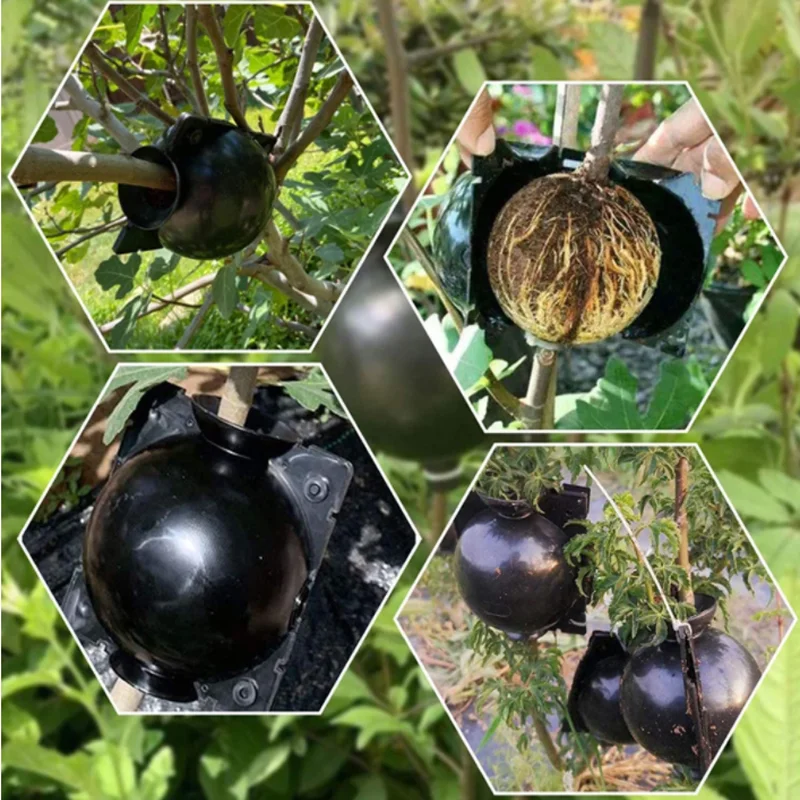 Garden Orchard Plants Grafting Rooting Box Reusable Cutting Garden Rooting Clone Propagation Ball Breeding Equipment for Sapling 2