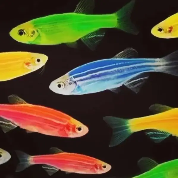 Aquarium Ecological Mall Store