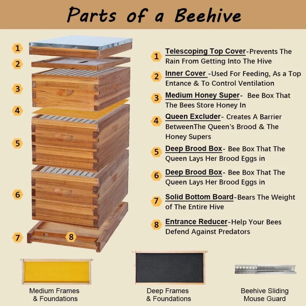 10 Frame Bee Hive Coated with Beeswax includes Beehive Frames and Waxed Foundations (2 Deep Boxes & 1 Medium Box)