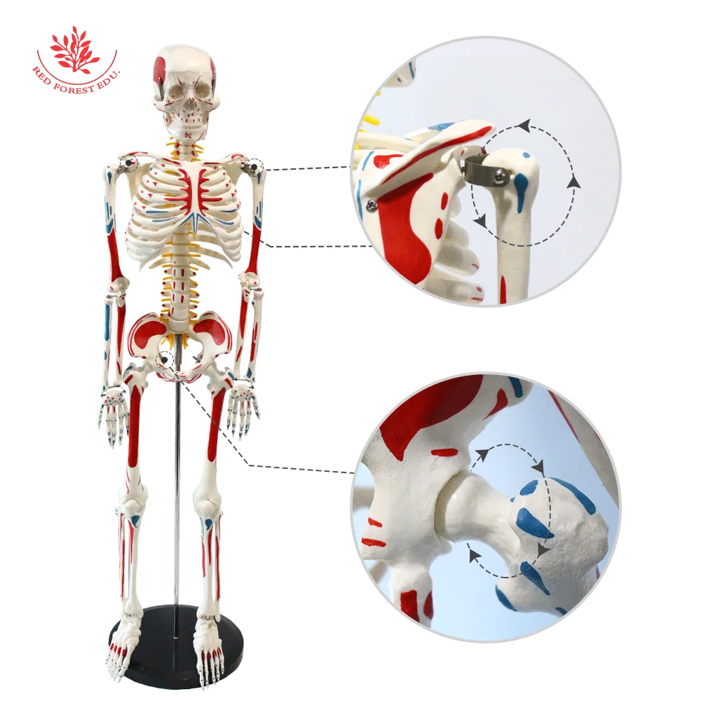 Human Anatomy Model For Sale Medical Whole Body Painted Muscle Points