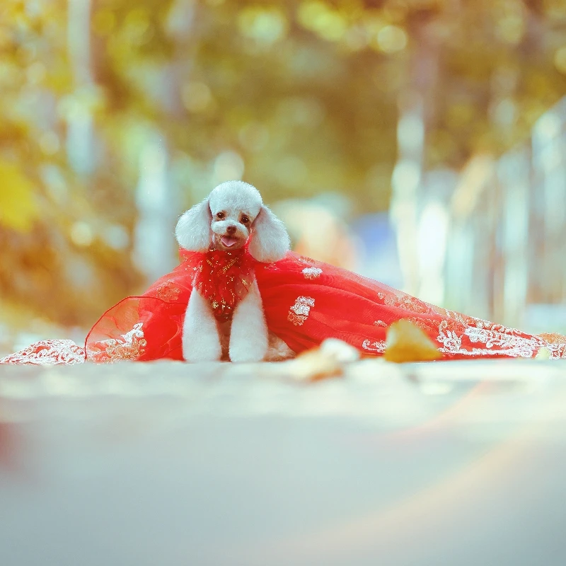 fitted lace wedding dress Red Velvet & Lace Holiday Party Dog Dress